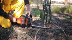 Best Tree Health Inspection  in Excelsior, MN