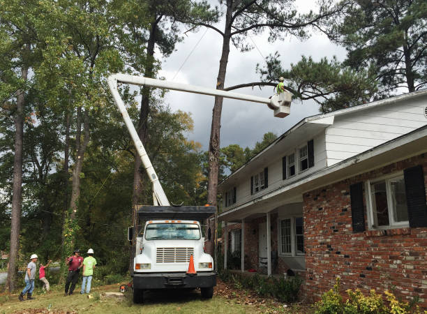 Best Hazardous Tree Removal  in Excelsior, MN