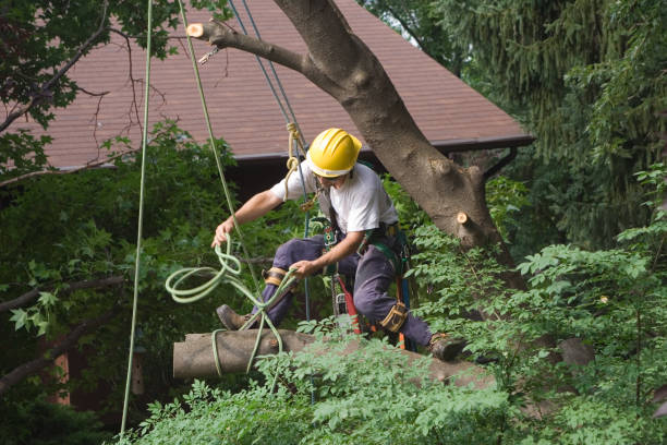 Best Leaf Removal  in Excelsior, MN